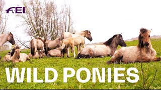 Running wild with the Dutch Konik Ponies | RIDE presented by Longines