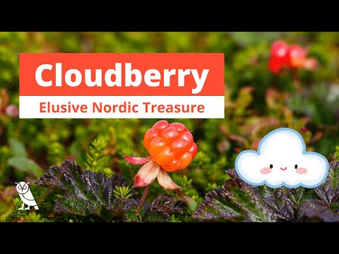 What are Cloudberries? | Fruits You Probably Never Heard Of | Ep. 13