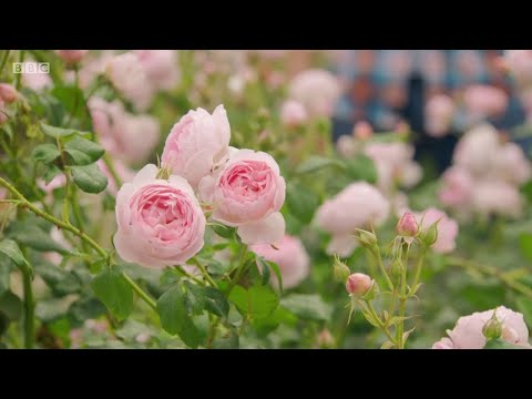 Videó: Cserje Rózsák (62 Fotó): Kerti Rózsák Fajtái, Kis Virágú Növények Jellemzői. Bokrok Metszése ősszel Télen, Téli Menedék A Növények Számára