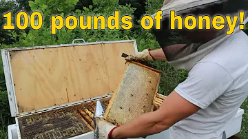 🔵Making honey with a long hive!