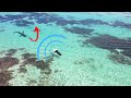 How To Avoid Shark Attacks Whilst Surfing | Ocean Guardian Review