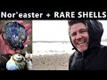 Shelling in a storm  arctic cold water shell haul