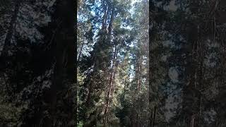 13ig Red Faces in trees - 08112022 - P2