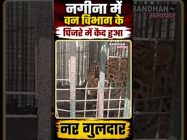 नगीना में वन विभाग के पिंजरे में कैद हुआ नर गुलदार।