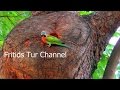 Wild Red-breasted Рarakeet Voice, Alexandrine Рarrot