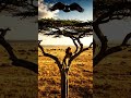 Unbelievable! Lion climbs tree to catch eagle | A fierce battle.