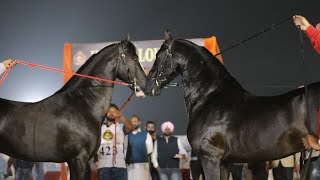 Stallions Ring in Indigenous Horse Show ludhiana 2021 KAZIM vs STAR