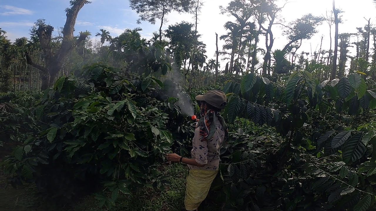 HOW TO AVOID SHOTHOLE BORER | SPRAY FOR ROBUSTA PLANTATION