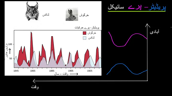 Predator prey cycle |  Ecology |  Khan Academy Urdu