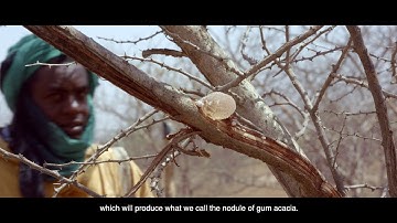 Alland & Robert - Sourcing and supply chain in Africa