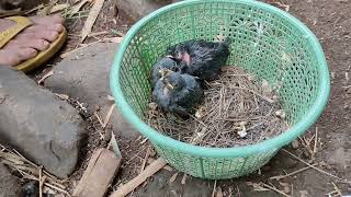 Download Lagu Rahasia Meloloh anakan Burung srigunting versi Pengepul profesional... MP3