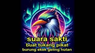 suara pikat ekek geling asli alam liar terbaru 2025