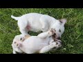 ДЖЕК РАССЕЛ ТЕРЬЕР ЩЕНКИ)) Jack Russell Terrier Puppies