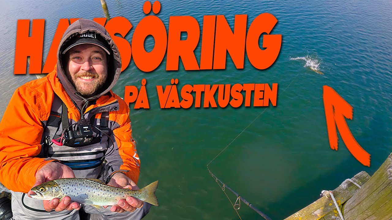 fiskar-havs-ring-p-v-stkusten-mothugget-med-alex-youtube