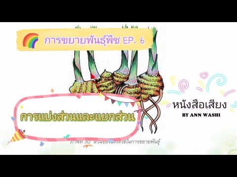 การแบ่งและการแยก Update การขยายพันธุ์พืช EP. 6: การแบ่งส่วนและแยกส่วน