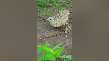 Really simple quail trap DIY #shortvideo #shorts #youtube