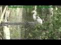 The egret and the gator by walt barrett