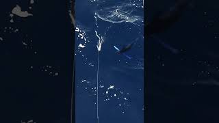 EPIC BLUE MARLIN BITE ON THE PITCH BAIT!!!