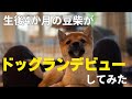 【豆柴】生後4か月の仔犬をドッグランデビューさせてみた