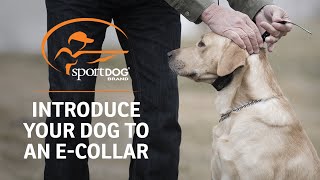 Introducing Your Dog to an E-Collar - With SportDOG® Brand Sr. ProStaff Charlie Jurney by SportDOG Brand 3,795 views 5 years ago 57 seconds