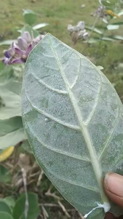 katti kunamaga
