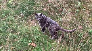 2021-07-11 Caspian a Russian blue cat in the woods by TheUltimateFIASCO 240 views 2 years ago 1 minute, 19 seconds