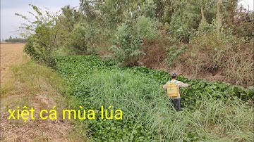 xiệt cá mùa lúa gặp rắn trung lươn ếch  quá nhiều cá lóc Cá Trê