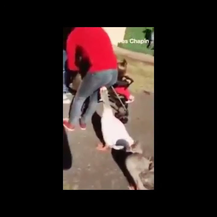 story wa meme lucu oh! no nono kelakuan angsa yang bikin geli