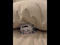 CatFly Atrapada #honkaistarrail #firefly #cat #gatos #adorable #honkai