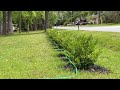 Yard irrigation with cheap hose and holes