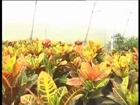 Saplings Of Fruits Palms And Gardening Tools By Pansare Nursery Pune Saplings Of Fruits Palms And Gardening Tools By Pansare Nursery Pune
