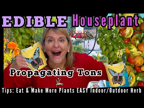 How to Grow Plant Cuttings, MUSHROOM Herb Grows as Houseplant, Garden ￼Vegetable Container Gardening