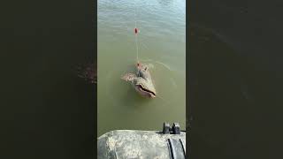 Look at this Giant Catfish🤯😱‼️ #fishing #catfishing #fishingvideo #fishingtips #fyp