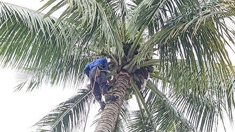 Cưa  cây  dừa  nghiêng  vào  nhà , Cưa  cây  kỷ thuật cao