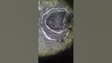 Unusual Quartz Spiral In Gold Mine