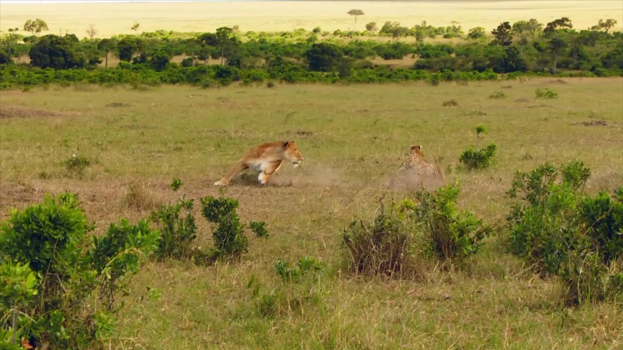 Wild Life -  Serengeti National Park Documentary (Full HD 1080p)