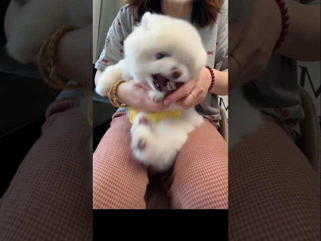 cute and funny animals 모자 씌우고.. #shorts