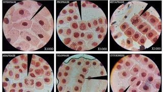 Quick guide to onion root tip cell division stages