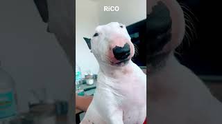 Rico Mini Bullterrier Sweet Dog, Bulle Z Pyrlandii