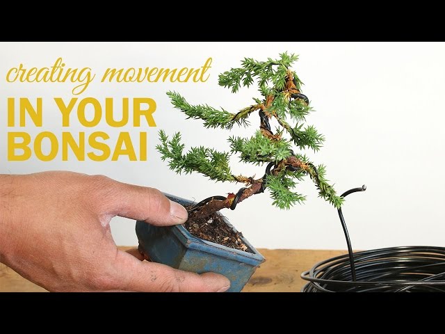 How to Create a Bonsai with Movement : Wiring a bonsai tree trunk class=