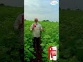 🚀 "વૃદ્ધિમાં તેજી, ઉત્પાદનમાં વધારો🌾 – R‑potash આપશે ખાસ લાભો⚡