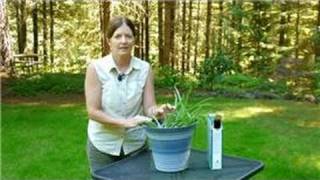 Growing & Caring for Foliage Plants : How to Feed Aloe Vera Plants