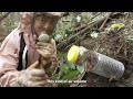 Journey to dig wild forest hornets #bee #animal #waspnest