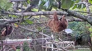 Baby sloths Pax \& Landon climbing - 07\/04\/23 - SlothTV playground cam via explore.org