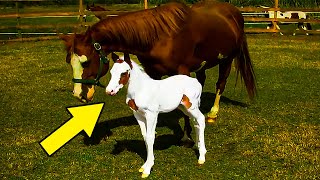 The First Time This Mare Took Her Baby Outside, The Foal's Reaction Was A Sight To Behold