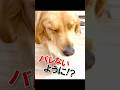 ワンちゃんの抜き足差し足忍び足(o^∀^o)この上なくのこっそりをご覧あれ(^Д^) #animals #犬のいる生活 #犬のいる暮らし