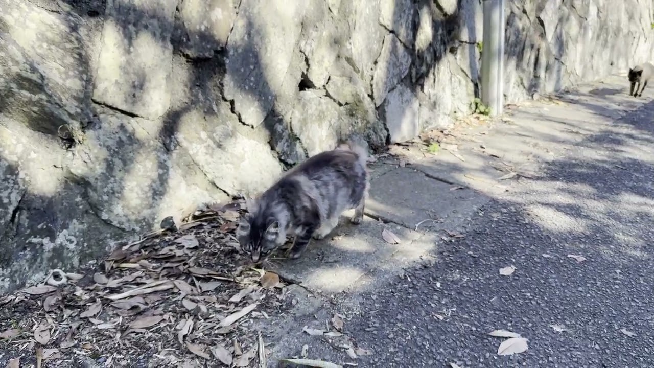 田代島 商店の前にいたサバトラ猫さん4