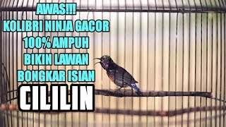 PANCINGAN KOLIBRI NINJA GACOR FULL NEMBAK MEWAH ISIAN CILILIN 100% AMPUH BUAT MASTERAN