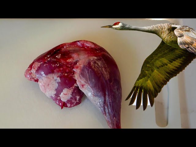 Watch Sandhill Crane - Thighs - Recipe on YouTube.