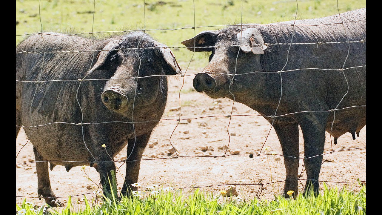 Garvão | Nos domínios do porco preto